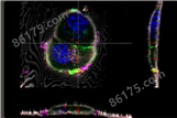 徕卡STELLARIS 5 Cryo 共聚焦光学显微镜